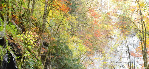 Herbstfärbung Herbstfärbung