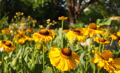 Helenium 'El Dorado' Helenium 'El Dorado'