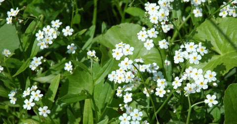 Myosotis scorpioides 'Ice Pearl'