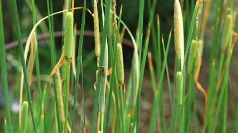 Typha laxmannii Typha laxmannii