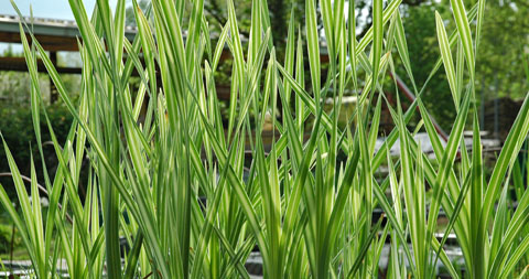 Typha latifolia 'Variegata' Typha latifolia 'Variegata'