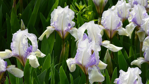 Iris Barbata-Nana 'Knick-Knack' Iris Barbata-Nana 'Knick-Knack'