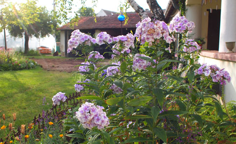 Phlox 'Goluboi Dym' Phlox 'Goluboi Dym