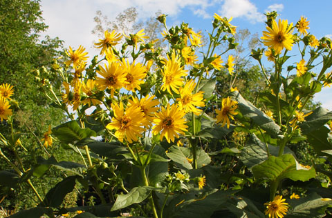 Silphium perfoliatum Silphium perfoliatum
