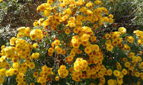 Chrysantheme 'Bienchen' Chrysantheme 'Bienchen'