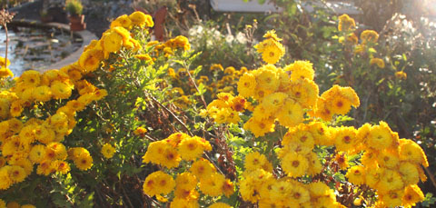 Chrysanthemum 'Bienchen' Chrysanthemum 'Bienchen'