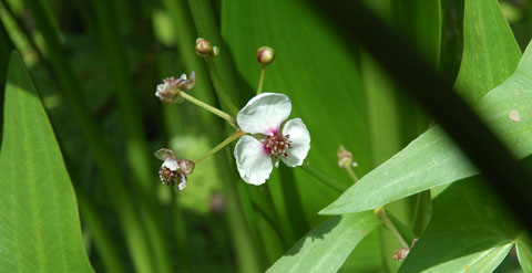 Sagittaria sagittifolia Sagittaria sagittifolia
