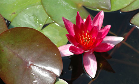 Seerose 'Froebeli' Seerose 'Froebeli'
