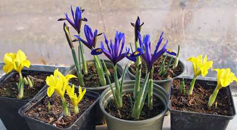 Iris danfordiae, Iris reticula