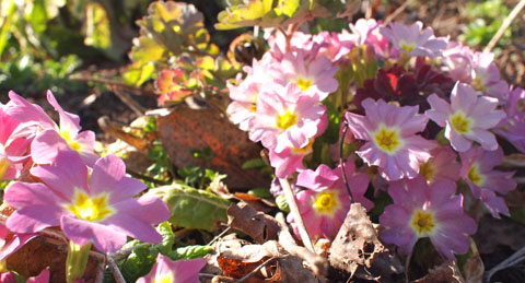 Frühlingsprimel Frühlingsprimel