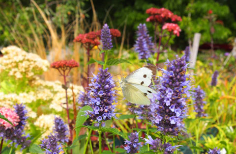 Agastache 'Black Adder' Agastache 'Black Adder'