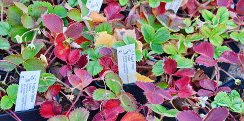 Erdbeeren mit Herbstfärbung Erdbeeren mit Herbstfärbung