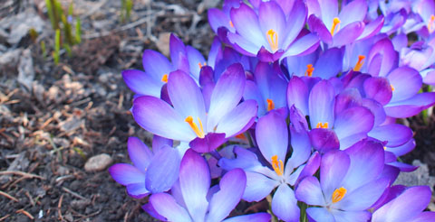 Krokus!