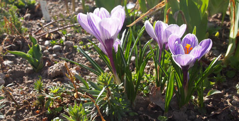 mehr Krokus!