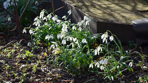 Schneeglöckchen - Galanthus nivalis