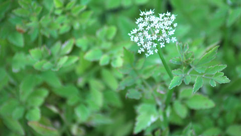 Wasserfenchel - Oenanthe javanica 'Flamingo'