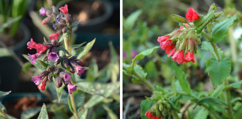 Pulmonaria 'Raspberry Splash' und P. rubra