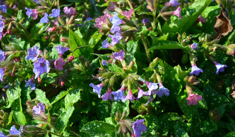 Hänsel-und-Gretl - Pulmonaria officinalis