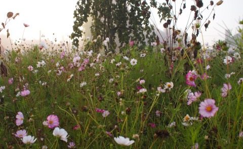 Cosmea Cosmea