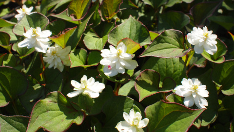 Eidechsenschwanz 'Flore Pleno' Eidechsenschwanz 'Flore Pleno'