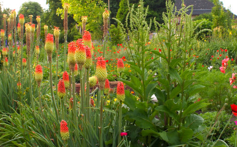 Kniphofia uvaria Kniphofia uvaria
