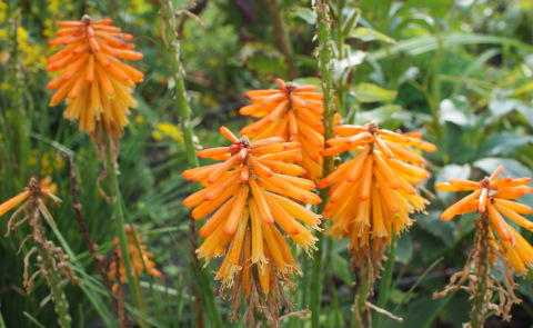 Kniphofia 'Mango Popsicle' Kniphofia 'Mango Popsicle'
