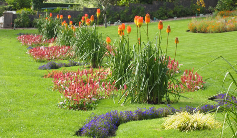 Red hot pokers Red hot pokers