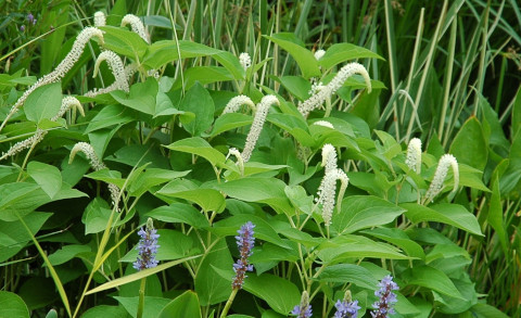Molchschwanz - Saururus cernuus Molchschwanz - Saururus cernuus