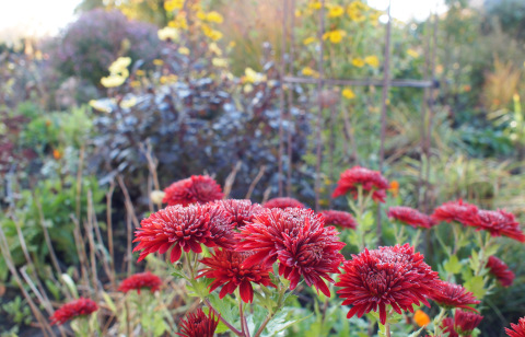 Chrysantheme 'Brennpunkt' Chrysantheme 'Brennpunkt'