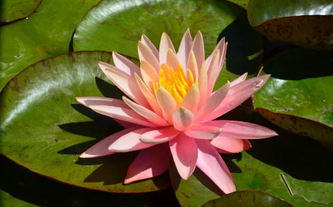 Seerose Seerose