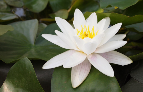 Nymphaea alba var. minor