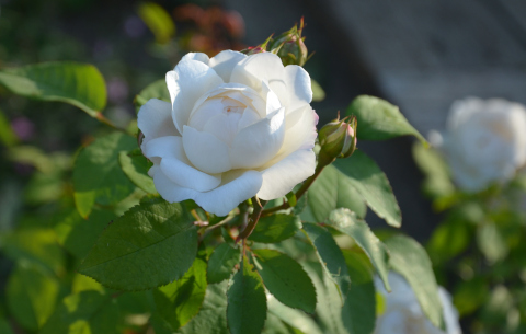 Rose 'Ausgreen's Winner'