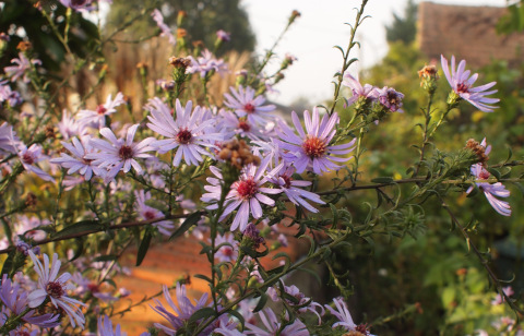 Aster laevis 'Calliope'