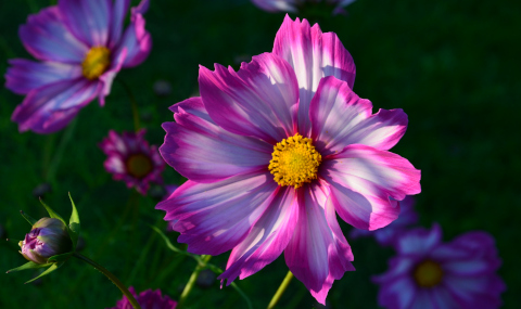 Cosmea - Schmuckkörbchen