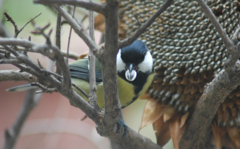 Kohlmeise und Sonnenblume