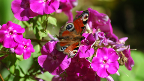 Tagpfauenauge und Phlox