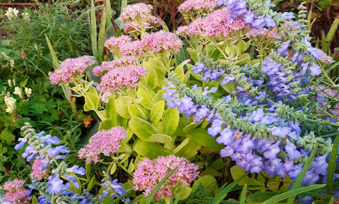 Prärie-Salbei und Fetthenne