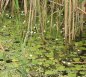 Preview: Hydrocharis morsus-ranae - Froschbiss