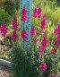 Preview: Antirrhinum majus purpur - Löwenmäulchen (Saatgut)