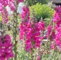 Preview: Antirrhinum majus purpur - Löwenmäulchen (Saatgut)