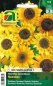 Preview: Sonnenblume Musicbox (Helianthus annuus)