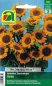 Preview: Sonnenblume Sonja (Helianthus annuus)