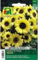 Preview: Sonnenblume Valentin (Helianthus annuus)