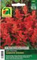 Preview: Feuersalbei Carabiniere Scharlach (Salvia splendens)