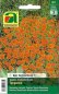 Preview: Studentenblume Tangerine (Tagetes tenuifolia)