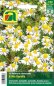 Preview: Echte Kamille (Matricaria chamomilla)