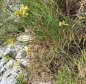 Preview: Allium flavum - Gelber Lauch