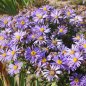 Preview: Aster amellus 'Rudolph Goethe' - Berg-Aster