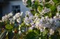 Preview: Clematis 'Mrs. Robert Brydon' - Waldrebe
