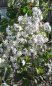 Preview: Clematis 'Mrs. Robert Brydon' - Waldrebe